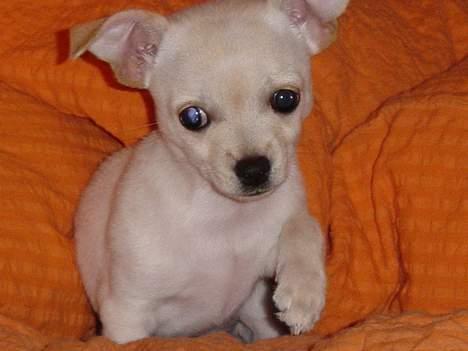 Chihuahua Nahla - Den bedste legeplads er mor og fars seng billede 1