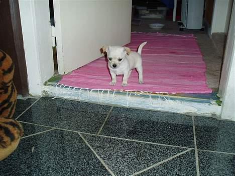 Chihuahua Nahla - Her går jeg hjemme hos mine hundeforældre og venter på at mine nye forældre henter mig billede 2