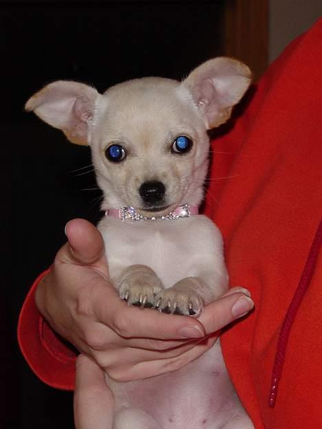 Chihuahua Nahla - Er jeg ikke bare flot med mit nye halsbånd?? Så skal der scorres, waurrr... billede 3