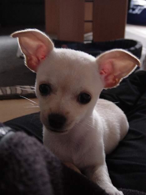 Chihuahua Nahla - hmm....snakker du til mig? billede 4