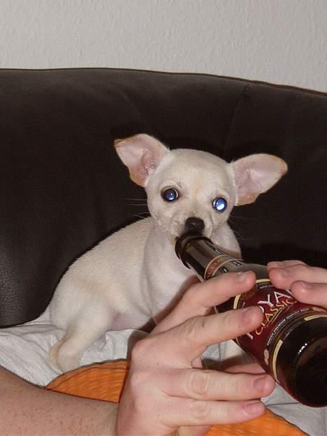 Chihuahua Nahla - hmmmm......det er godt med en bette øl da. billede 5