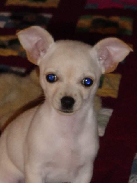 Chihuahua Nahla - Søde Nahla  billede 6