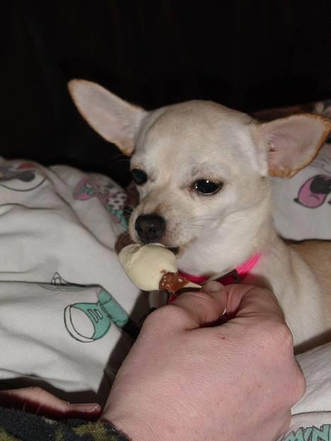 Chihuahua Nahla - mums...jeg elsker bare is ;) billede 7