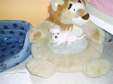 Chihuahua Nahla - det er altis godt med en bette lur :o) billede 8