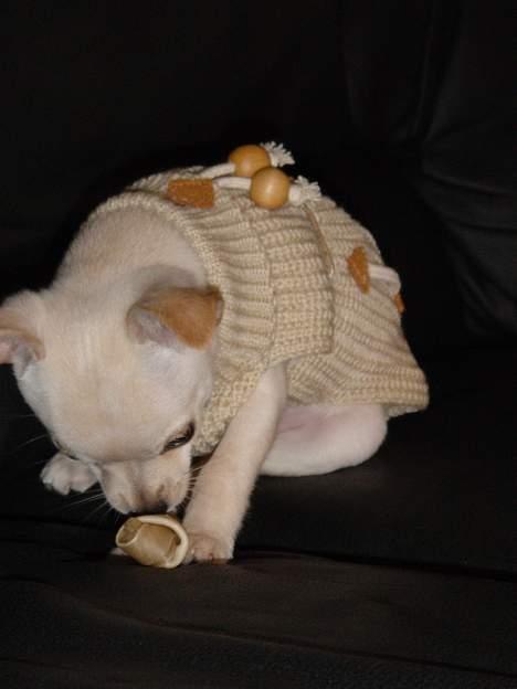 Chihuahua Nahla - Uhmm kødben, sikken en appetit efter en dogwalk! billede 9