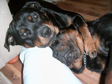 Rottweiler Rocky - Hey, jeg er lige hernede, min store fede bror, ligger bare lige ovenpå... billede 11