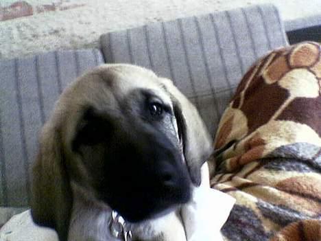 Blanding af racer Shiva  - Se dog hvor dejlig hun er :) billede 6