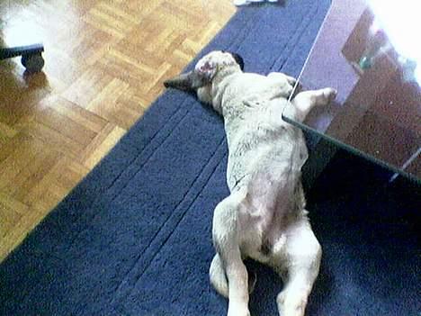 Blanding af racer Shiva  - Hun har nogen sjove sove stillinger :) billede 7