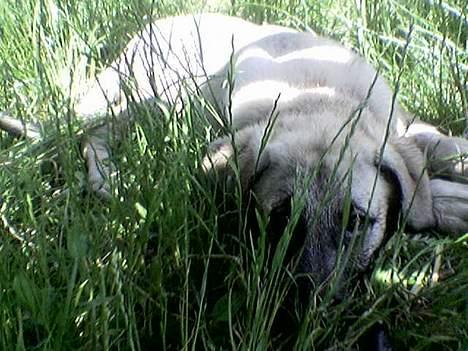 Blanding af racer Shiva  - Hun elsker at gemme sig bag høj gras og se om man stadig kan se hende billede 8