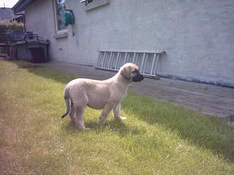 Blanding af racer Shiva  - Her er hun som 10 uger gammel, rigtig fluffy  billede 9