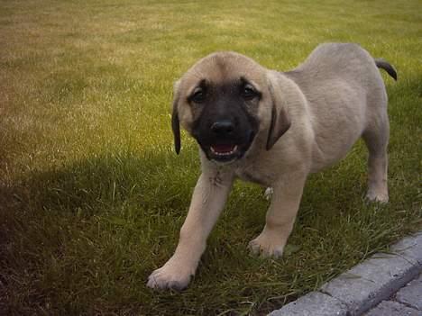 Blanding af racer Shiva  - Da jeg lige fik hende billede 10