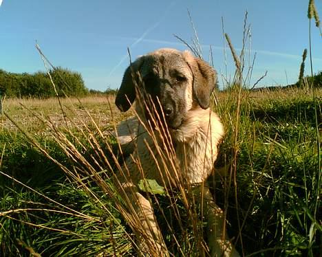 Blanding af racer Shiva  billede 11