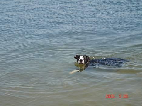 Amerikansk staffordshire terrier Minnie r.i.p. - er blevet lide mere modig, så nu kan jeg gå ud hvor vandet når mig til ryggen billede 12