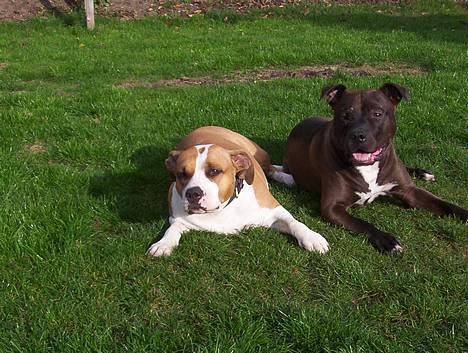 Amerikansk staffordshire terrier Darkspririt (Atos) - Atos med Amanda billede 1