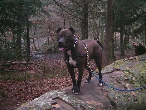 Amerikansk staffordshire terrier Darkspririt (Atos) - Atos i skoven billede 2