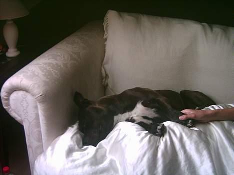 Amerikansk staffordshire terrier Darkspririt (Atos) - Atos gået kold i sofaen billede 3