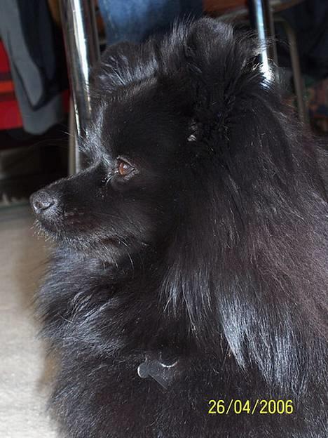 Pomeranian Fie *4-7-2004* billede 16