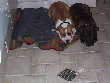 Amerikansk staffordshire terrier Darkspririt (Atos) - Atos med Amanda billede 5