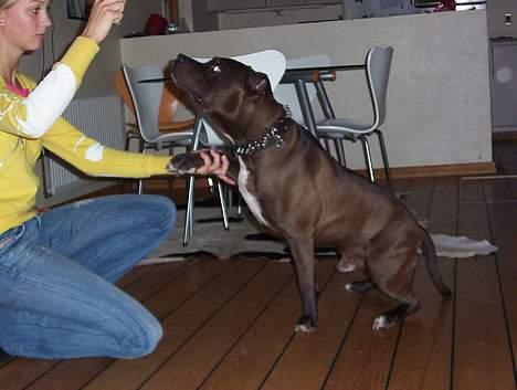 Amerikansk staffordshire terrier Darkspririt (Atos) - Atos viser sine  triks billede 6