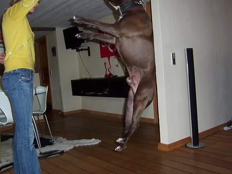 Amerikansk staffordshire terrier Darkspririt (Atos) - Atos igen billede 7