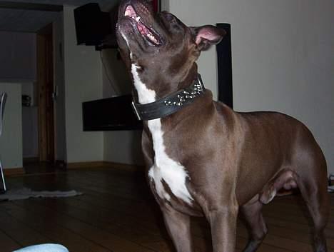 Amerikansk staffordshire terrier Darkspririt (Atos) - Atos gir´ hals billede 8