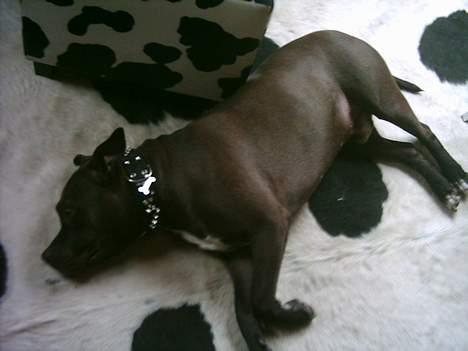 Amerikansk staffordshire terrier Darkspririt (Atos) - Atos slapper af på koen billede 9