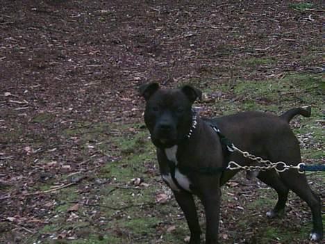 Amerikansk staffordshire terrier Darkspririt (Atos) - Atos en tur i skoven igen billede 10