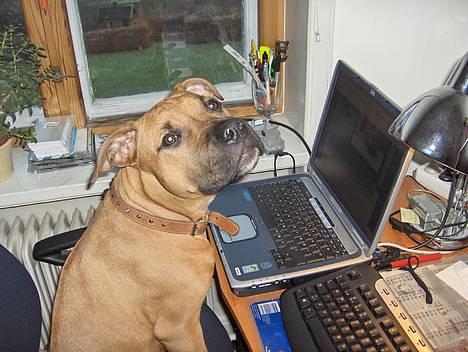 Amerikansk staffordshire terrier Kejser Bastian - BUSTET!! Bastian svarer personligt på al fanmail på dyregalleri:) billede 10