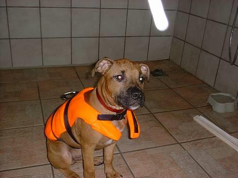 Amerikansk staffordshire terrier Kejser Bastian - Første gang til hundesvømning billede 11