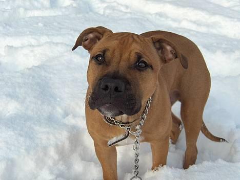 Amerikansk staffordshire terrier Kejser Bastian - Bastian på jagt.. billede 12