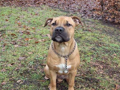 Amerikansk staffordshire terrier Kejser Bastian billede 13