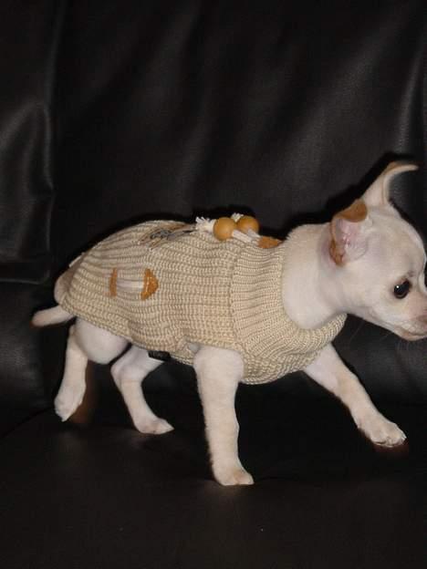 Chihuahua Nahla - Mrs. Nahla on dogwalk ;o) billede 10