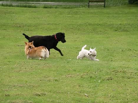 West highland white terrier CICI - HER ER JEG I SKOLE, LIGE NU LEGER VI I FRIKVARTERET billede 4