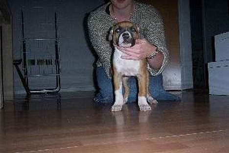 Amerikansk staffordshire terrier appels eye (nelly) - nelly nogle uger gammel billede 18