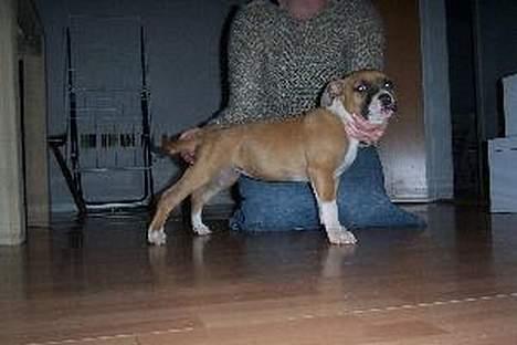 Amerikansk staffordshire terrier appels eye (nelly) - nelly nogle uger gammel og fra siden. billede 19