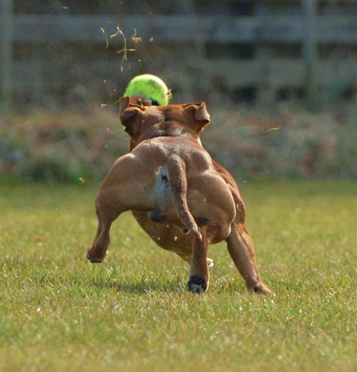 Staffordshire bull terrier    CH.Angelic Staff Ninja - Ninja leger med bold og lufter græsplænen.16/04.09 billede 10