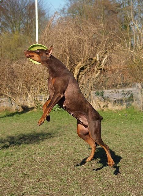 Dobermann Carina Al-Bet R.I.P. - Jeg har den næsten....... og måske ikke alligevel ;o) billede 11