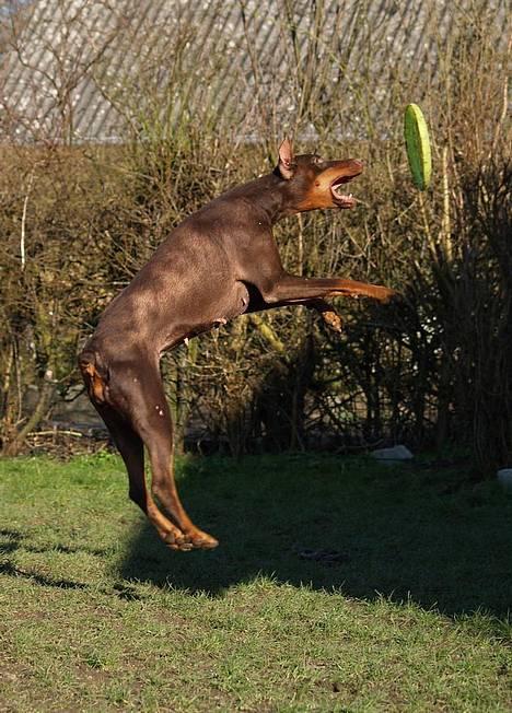Dobermann Carina Al-Bet R.I.P. - Flyvende farmor......... billede 12