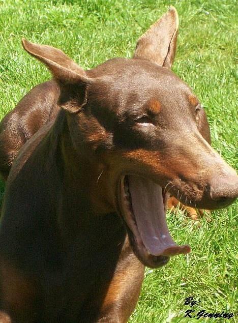 Dobermann Carina Al-Bet R.I.P. - Ha ha ha ha ha ha ha ha ha............ ;o) billede 13