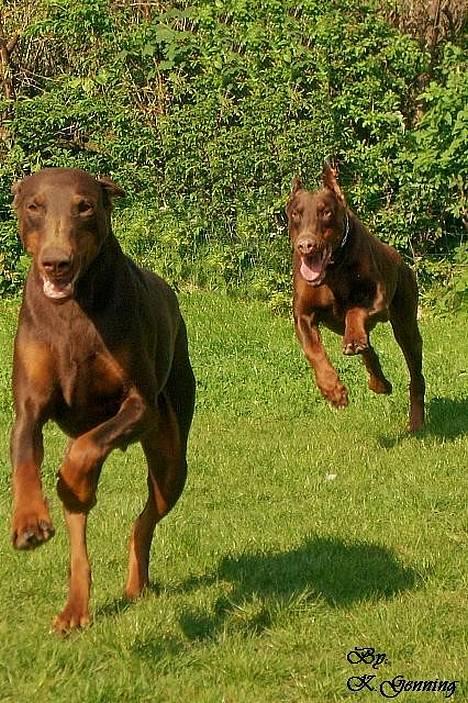 Dobermann Carina Al-Bet R.I.P. - Ronja og Magic leger tagfat. billede 14