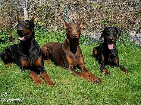 Dobermann Carina Al-Bet R.I.P. - Vores tøser ;o) billede 15