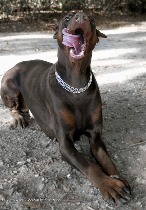 Dobermann Carina Al-Bet R.I.P. - Ronja viser at hun gerne vil have en hundekiks billede 16