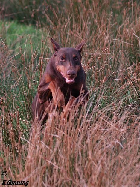 Dobermann Carina Al-Bet R.I.P. - Ronja i fuld firspring  billede 17