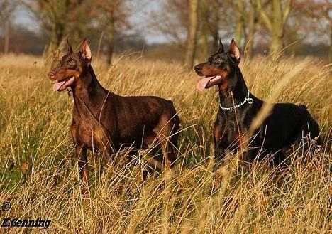 Dobermann Carina Al-Bet R.I.P. - Dronning Ronja 7 år og Prinsesse Sheila 5½ år, de er da smukke ;o) billede 18