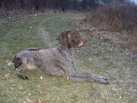 Korthåret hønsehund Petermann´s H-Cato billede 18