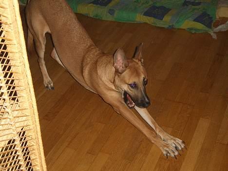 Blanding af racer Kaya - uhhh jeg skal lige strække mig! billede 13