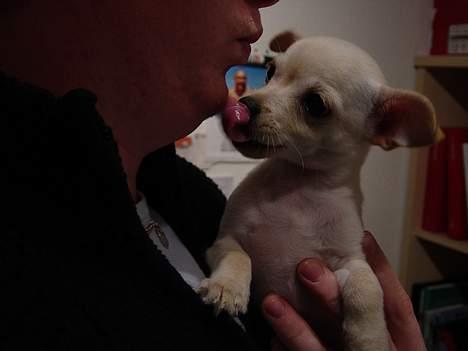 Chihuahua Nahla - så kys mig dog......!! billede 11