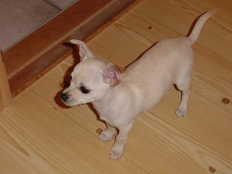 Chihuahua Nahla - Se så stor og mægtig jeg er, en rigtig løve... billede 12