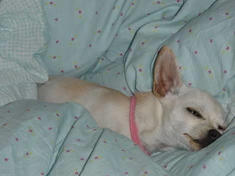Chihuahua Nahla - Elsker bare at sove længe om søndagen ;) billede 13