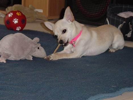 Chihuahua Nahla - Hmm....gufe guf. ;) billede 14